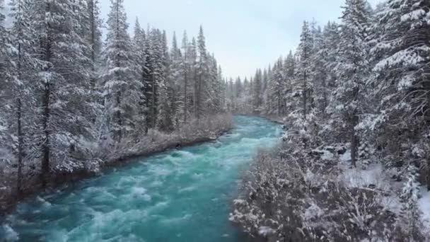 Aerial Whitewater Rapids Rusa Genom Den Stora Barrskogen Snöig Dag — Stockvideo