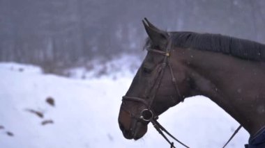 Yavaş Hareket, Close Up: Güzel kahverengi saçlı yetişkin erkek atı wintry doğa ya bakan. Dondurucu soğukta duran çarpıcı koyu kahverengi aygırın ayrıntılı yakın çekim.