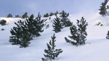 Ekstrem erkek kayakçı pistten atlıyor ve dağı kaplayan taze toz karına çarpıyor. Yeni yağan kar altında kayak yapan aktif bir turist tepeden aşağı yuvarlanıyor..