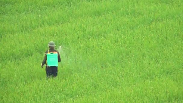 Male Worker Wearing Mask Spraying Growing Rice Harmful Pesticides Unrecognizable — Stock Video
