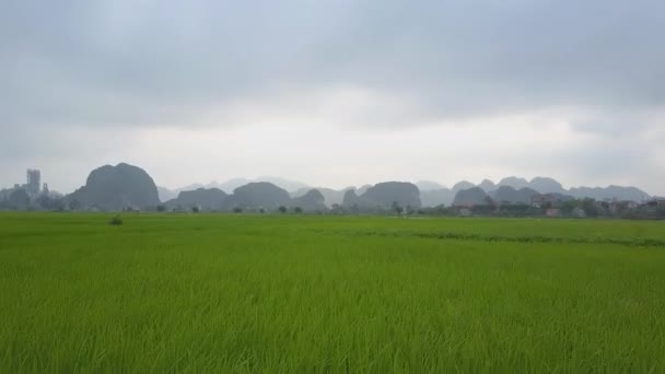复制空间 在美丽的越南乡村郁郁葱葱的绿色稻田上空飞行 风景如画的乡村景观的壮观鸟瞰图 电影广阔的稻田种植水稻 — 图库视频影像