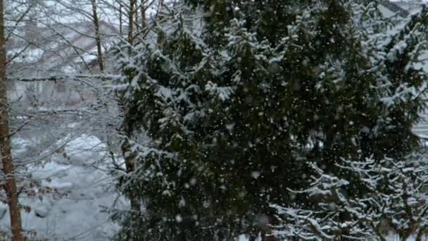 慢动作 纯白雪覆盖冬季风景秀丽的高山景观 高大的绿色云杉树被从明亮的天空飘落的纯净的雪花覆盖 圣诞仙女 — 图库视频影像