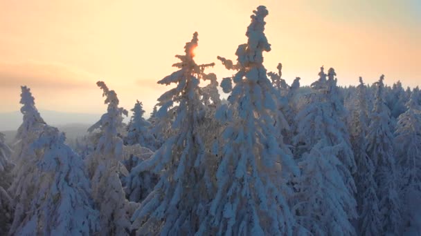 金色的傍晚阳光照在覆盖着针叶林的雪地上 遍布壮观的山脉 日出时的雪树架的田园风光 飞越寒冷的荒野 — 图库视频影像