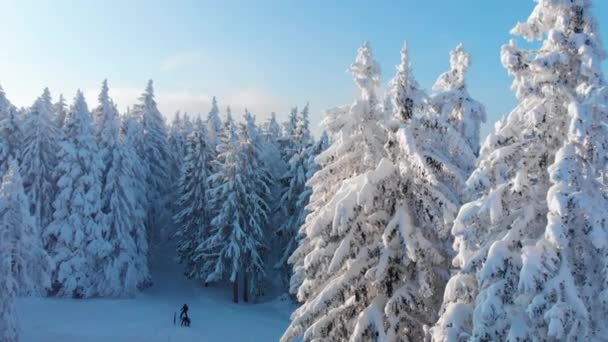 雪の上を飛んで晴れた日に広大な松林の木々を覆った 新雪に覆われた息をのむような森のクールなショット 穏やかな森の中で休息中のスキー場オフ — ストック動画