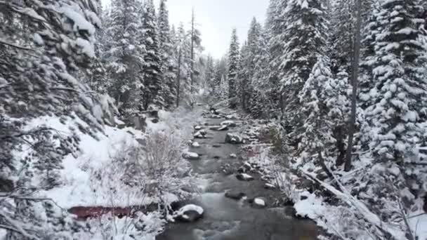 美丽的景色 一条狭窄的山河流经美国广大乡村的雪林 在寒冷的冬天 一条小溪在加利福尼亚的农村地区飞舞 — 图库视频影像