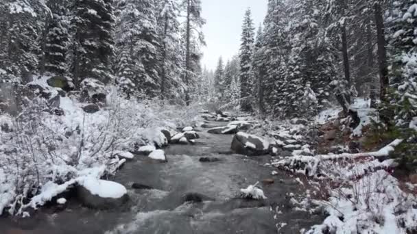 Aérien Ruisseau Montagneux Tranquille Qui Coule Travers Forêt Enneigée Pittoresque — Video