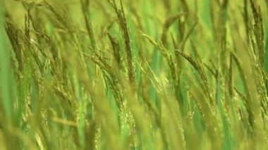 Yavaş Hareket, Makro, Dof: Sonbahar rüzgarında hasat için hazır yeşil pirinç ayrıntılı görünümü. Vietnam kırsalgüneşli bir yaz gününde büyük pirinç tarlası üzerinde Hafif esinti esiyor.