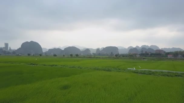 Drone Vliegen Grote Rijstvelden Buurt Van Een Idyllisch Vietnamees Dorp — Stockvideo