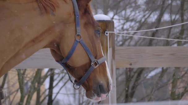 Slow Motion Chiudi Cavallo Giovane Con Cappotto Bianco Marrone Chiaro — Video Stock