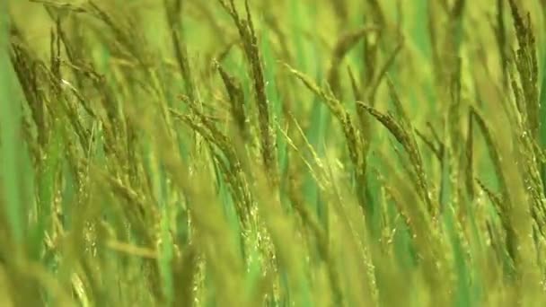 Moción Lenta Macro Dof Vista Detallada Del Arroz Verde Listo — Vídeo de stock