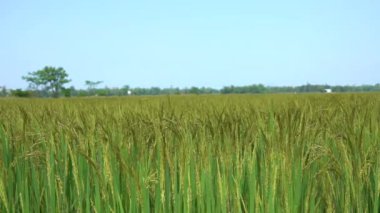 Yavaş Hareket, Close Up: Vietnam pastoral kırsal esen hafif yaz esintisi olgun pirinç hışırtı büyük alan. Rüzgarda sallanan uzun ot ve tahıl Sinematik çekim.