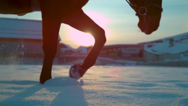 Slow Motion Närbild Låg Vinkel Lins Utflytning Vuxen Fullblodshäst Går — Stockvideo