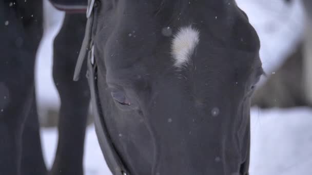 スローモーション マクロ Dof 凍る荒野の降雪を観察する見事な馬の大きな黒い目 その額にかわいい小さな白いパッチを持つ若い湾色のマレの息をのむようなショット — ストック動画