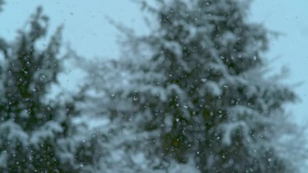 スローモーション Dof 大きな白い雪片が空から落ちて 緑のスプルースの木の上に落ちる 雪に満ちた明るい白い空と牧歌的な雪に覆われた森の絵のように美しいスローモーションビュー — ストック動画