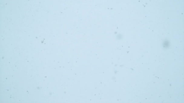 慢动作 在下雪的冬日拍摄的明亮的白色天空 原始的白色雪花从天而降 落在田园诗般的冬季森林中 如画的冷冬自然 — 图库视频影像