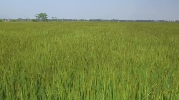 Мягкий Летний Ветерок Дует Над Огромным Рисовым Плантатором Солнечном Вьетнаме — стоковое видео