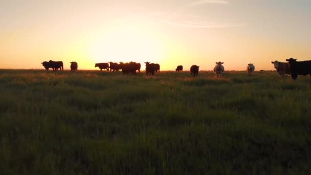 航空写真 レンズ フレア 暖かい夜の草で覆われた田園地帯で放牧牛の群れの太陽光線の輝き 穏やかな牛を取り巻く広大な農村景観の美しい景色 カリフォルニアの壮大な夕日 — ストック動画