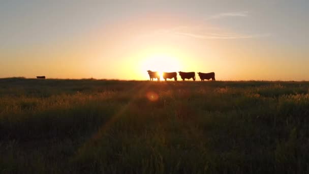 镜头火焰 在一个美丽的夏夜 牛群在广阔的绿色牧场上放牧 清晨的阳光照耀着一群站在加州草丛中的奶牛 — 图库视频影像