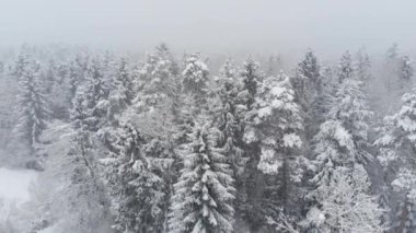 Hava: bir düzeltme sıvısını öfkeleniyor sakin dağlarda ise karla kaplı orman üzerinde uçan. Bir kar fırtınası sırasında taze beyaz karla kaplı sonsuz iğne yapraklı ağaçların güzel atış.