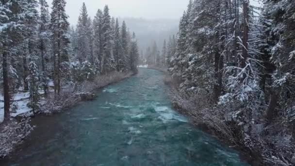 航空写真 カリフォルニア州の雪に覆われた円錐の森を通って走るエメラルドの流れに沿って飛ぶ タホ湖の近くの川と広大な田園地帯に落ちる雪片の牧歌的なショット — ストック動画