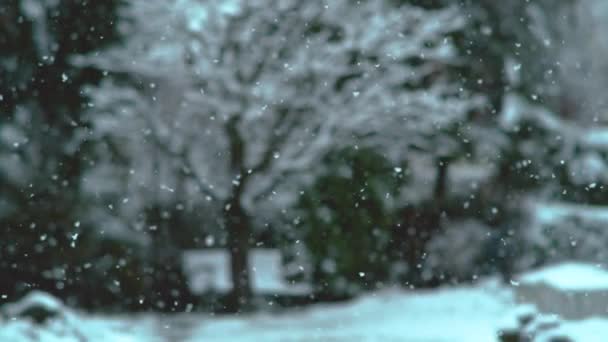 Lent Motion Dof Banc Bois Vide Caché Sous Les Arbres — Video