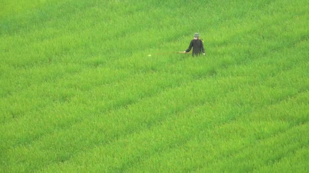 Agricultor Masculino Andando Por Com Pulverizador Regando Campo Arroz Exuberante — Vídeo de Stock