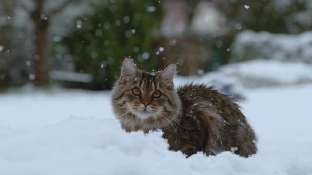 スローモーション クローズアップ ポートレート 寒い冬の雪に覆われた裏庭にあるかわいいふわふわの子猫 長い茶色の髪の美しい国内猫は 空の芝生の中で雪を楽しんでいます 牧歌的な冬 — ストック動画