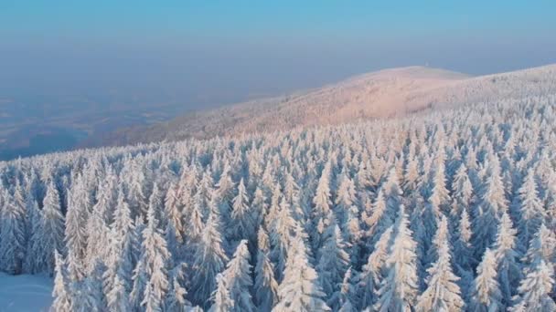 Aerial Яркое Зимнее Солнце Освещающее Снежные Сосны Покрывающие Ландшафт Живописный — стоковое видео