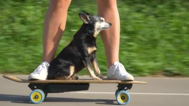 CLOSE UP: Senior miniature pinscher enjoys a skateboard ride through the park. — Stock Video