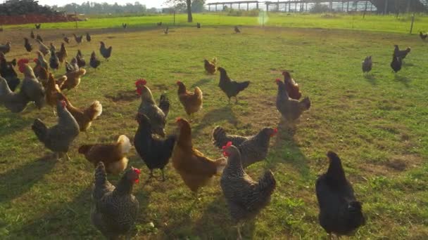 FECHAR UP: Galinhas Brown e Black Free Range passeiam pelo prado em um dia ensolarado . — Vídeo de Stock