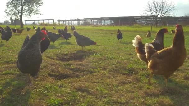 小群自由放养的小鸡在草场上探索. — 图库视频影像