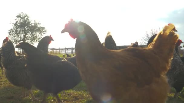 FLARE DE LA LENTE: Pollos de campo libre picotean alrededor del pasto en un día soleado de verano . — Vídeos de Stock