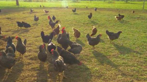 LENSFLARE: Freilandhühner picken Gras auf eingezäunter Weide