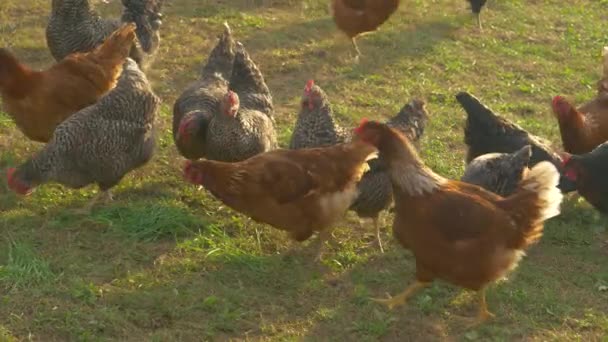 CLOSE UP: Spotted and brown hens roam and peck around a pasture on a sunny day. — Stock Video