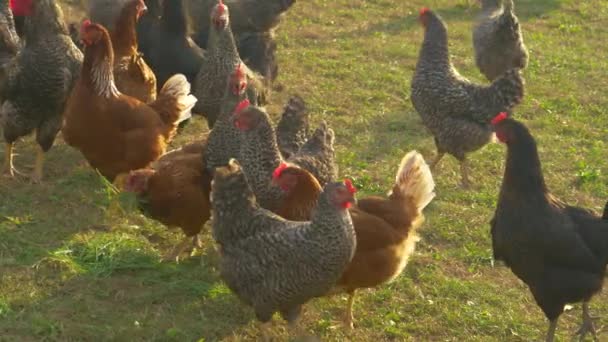 CERRAR: Pollos marrones y negros deambulan alrededor de un prado en un día soleado . — Vídeo de stock