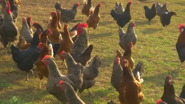 小群自由放养的小鸡在阳光普照的草地上探索. — 图库视频影像