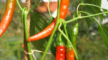Ilık bahar güneşi, büyük bahçede yetişen küçük organik biberlerin üzerinde parlıyor..