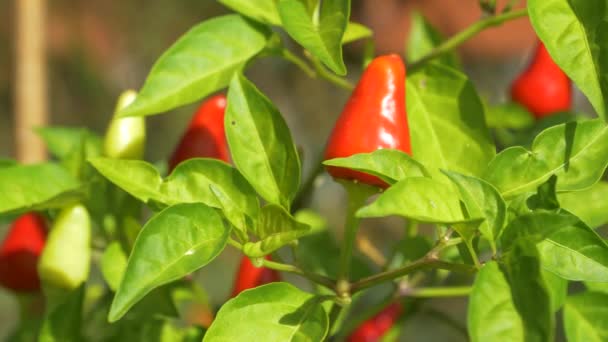 CLOSE UP, DOF: Jarní slunce svítí na zralé papriky rostoucí v malé zahradě. — Stock video