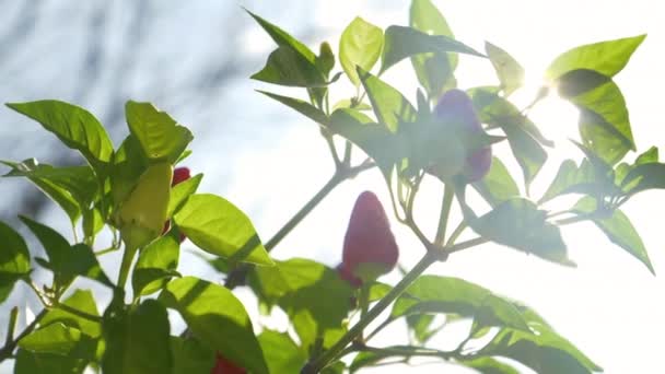 LENS FLARE: Brillante sol primaveral brilla sobre chiles maduros que crecen en un pequeño jardín . — Vídeos de Stock