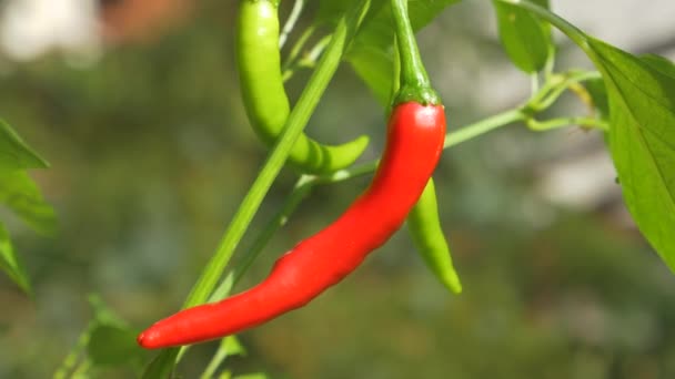 MACRO, DOF: Detailní detailní záběr červené chilli papričky připravené ke sklizni. — Stock video