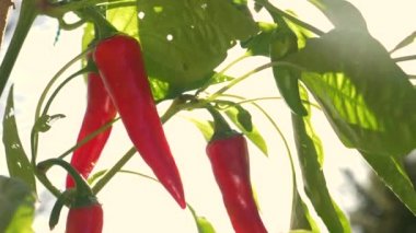 Güneşli bir yaz gününde serin bir bitkinin ılık rüzgarı esiyor..
