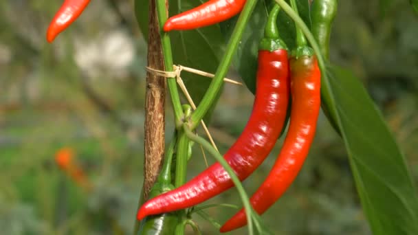 MACRO: Glänzende hausgemachte Chilischoten wachsen auf einer kleinen Pflanze im Garten. — Stockvideo