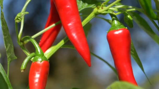 MACRO: Πικάντικες κόκκινες πιπεριές τσίλι αναπτύσσονται σε ένα μικρό φυτό σε ένα βιώσιμο κήπο. — Αρχείο Βίντεο