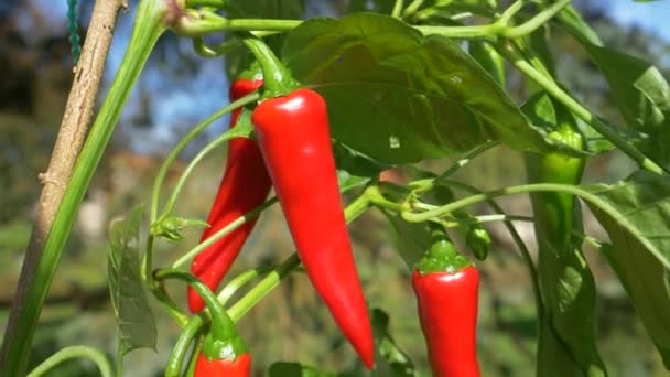MACRO, DOF: Zachte bries waait langs een kleine chili struik vol rijpe paprika 's. — Stockvideo