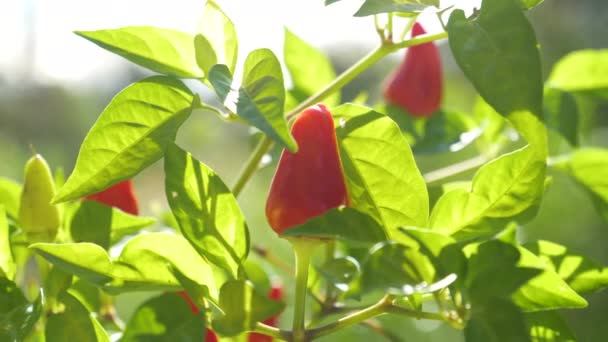 MACRO Los rayos de sol dorados de primavera brillan sobre pequeños chiles que florecen en un pequeño jardín — Vídeos de Stock