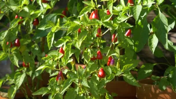 FECHAR UP: Pimentos de pimenta vermelha brilhante prosperam enquanto crescem em vasos de flores de argila . — Vídeo de Stock