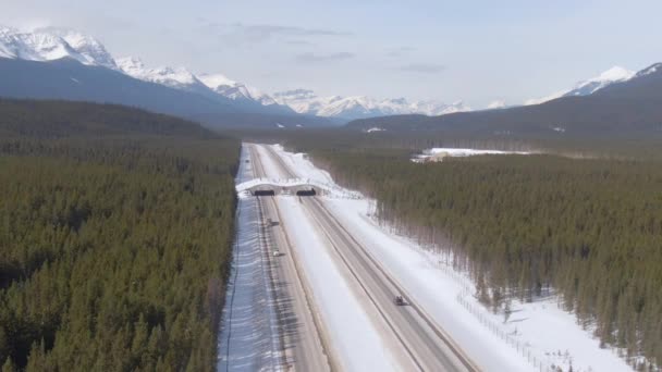 DRONE: Vrachtwagens en auto 's rijden langs een snelweg door het dennenbos — Stockvideo