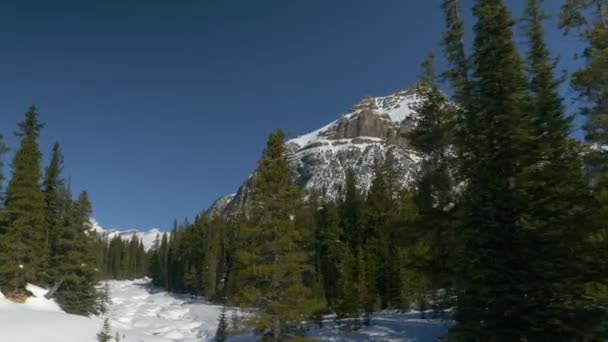 DRONE: Volando a lo largo de las afueras de un bosque de abetos bajo las nevadas Rocosas. — Vídeos de Stock
