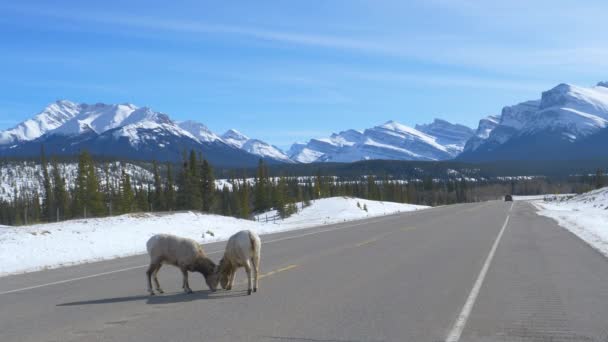 COPY SPACE Δύο θηλυκά πρόβατα bighorn γλείφουν αλάτι από ασφαλτοστρωμένο δρόμο στα Βραχώδη Όρη — Αρχείο Βίντεο