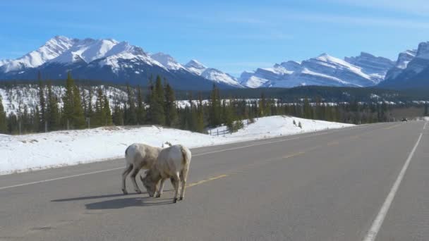 Wilde Schafe wandern von ihren Weiden und lecken Salz von einer malerischen Straße. — Stockvideo